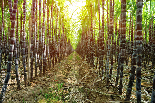 sugarcane crops in growth in field