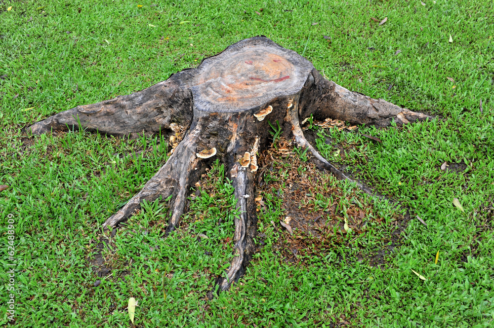 Fototapeta premium Stump of a cut tree