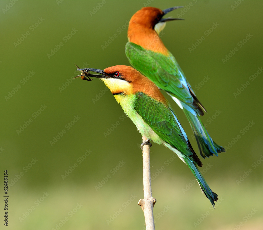 Chestnut-headed Bee-eater bird carrying bee in mouth as food