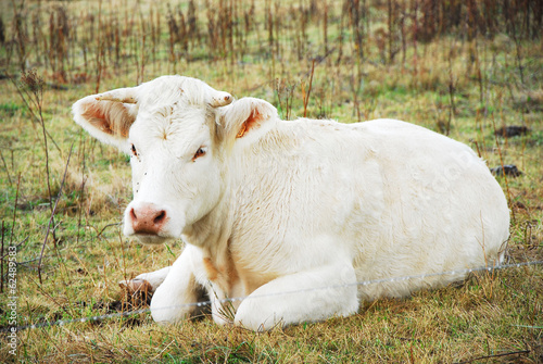 Vache bretonne