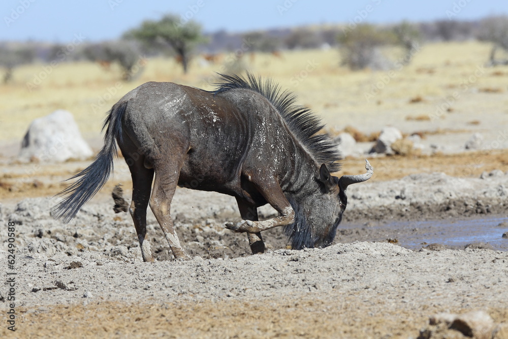 Fototapeta premium Blue wildebeest at the waterhole