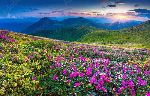 Magic pink rhododendron flowers in the mountains.