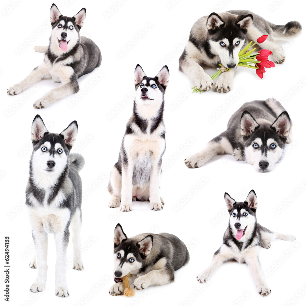 Collage of cute husky puppy isolated on white Collage of cute husky puppy isolated on white