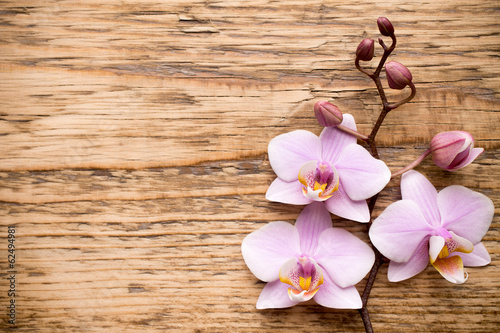 Fototapeta Naklejka Na Ścianę i Meble -  Orchid.