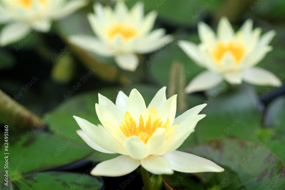 Yellow lotus blooming in the pond Yellow lotus blooming in the pond