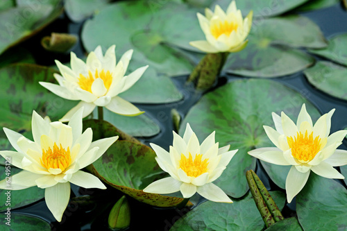 Yellow lotus blooming in the pond