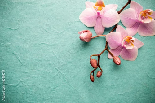 Fototapeta Orchidea.