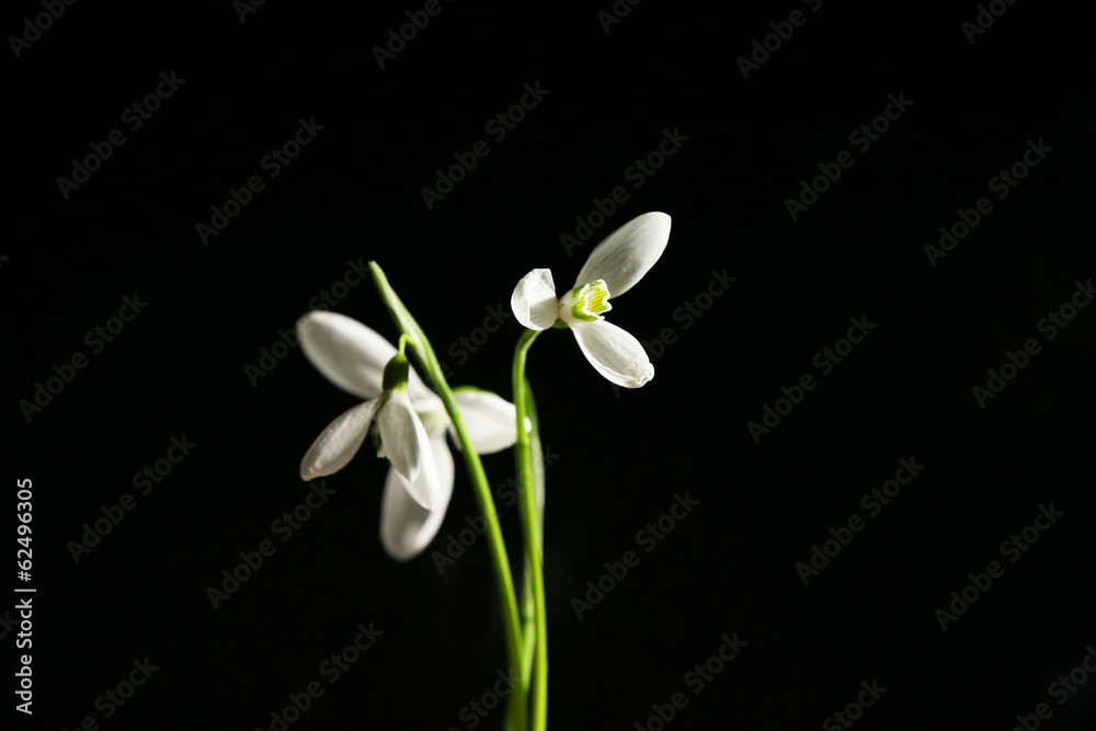 Fototapeta premium Beautiful bouquet of snowdrops on black background