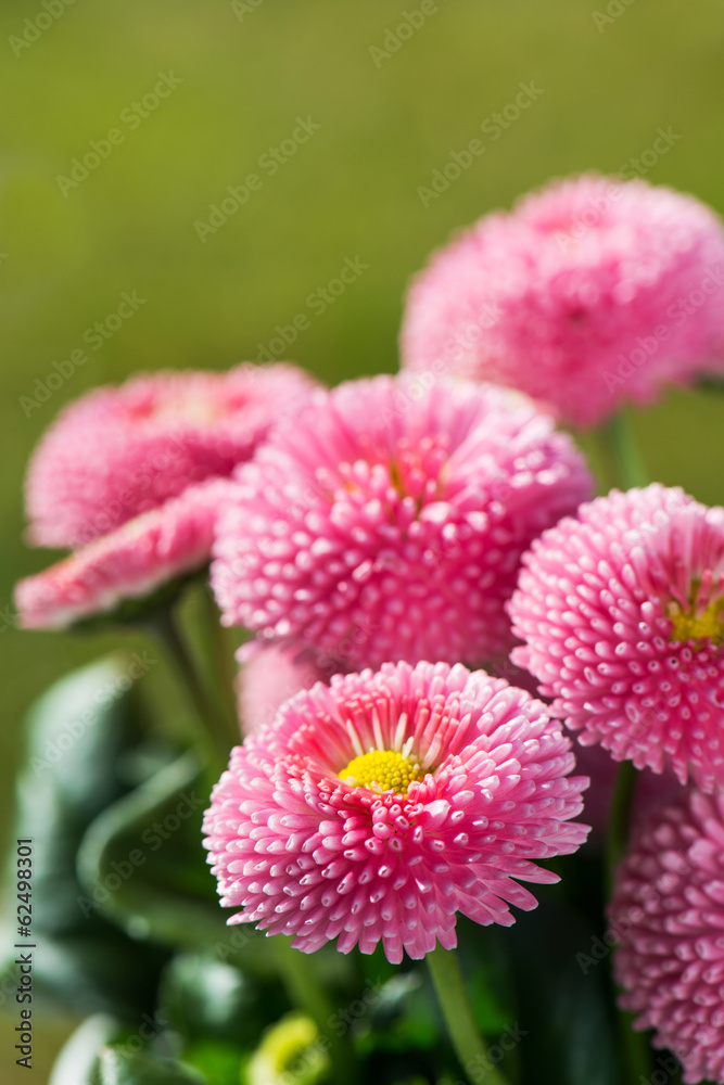 Rosa Gänseblümchen Rosa Gänseblümchen