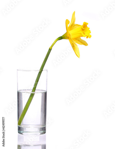 Fototapeta Naklejka Na Ścianę i Meble -  Yellow narcissus in transparent vase, isolated