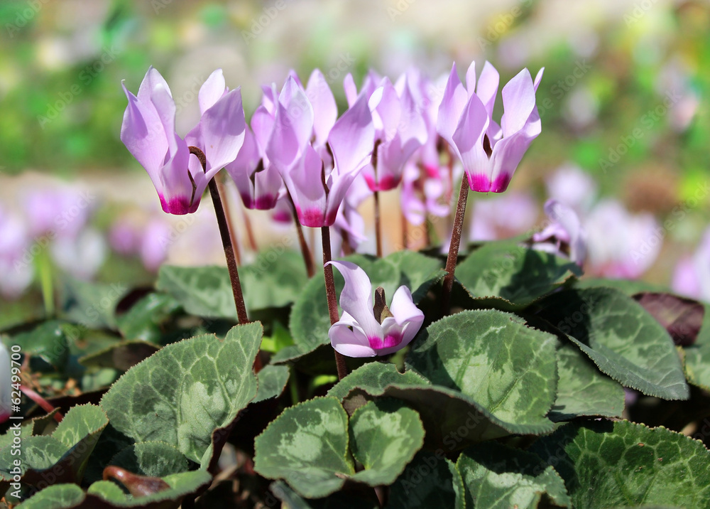 cyclamen, gentle purple flowers cyclamen, gentle purple flowers