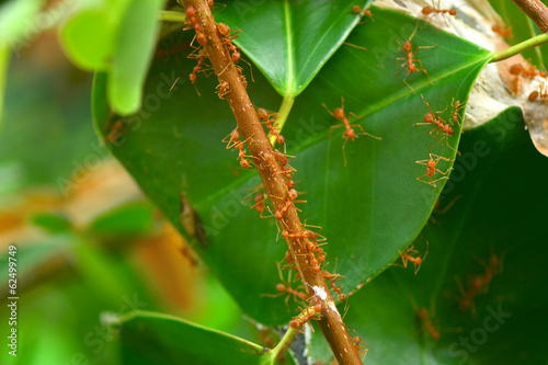 Red ants nest