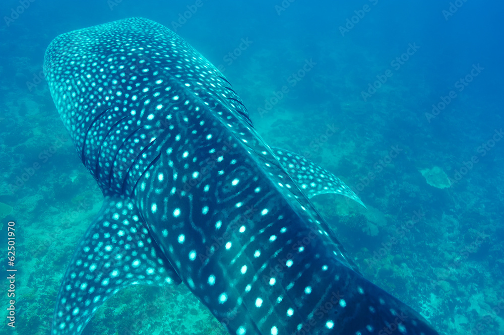 Naklejka premium Whale Shark swimming in crystal clear blue waters at Maldives