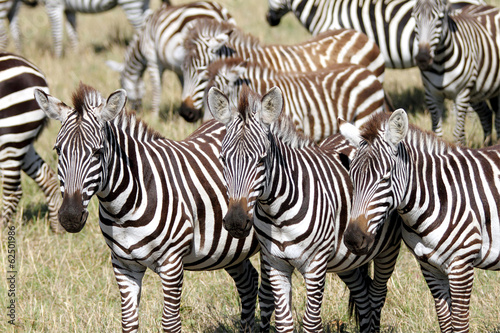 A group of beautiful Zebra in the Savanna  Masai Mara