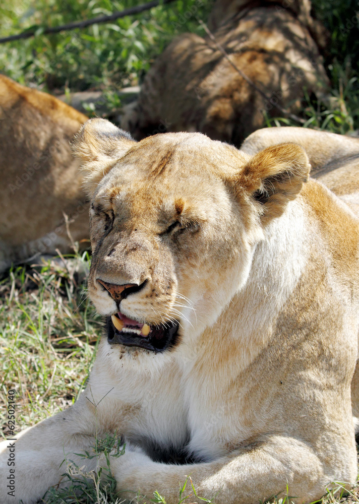 Obraz premium Face of a lioness
