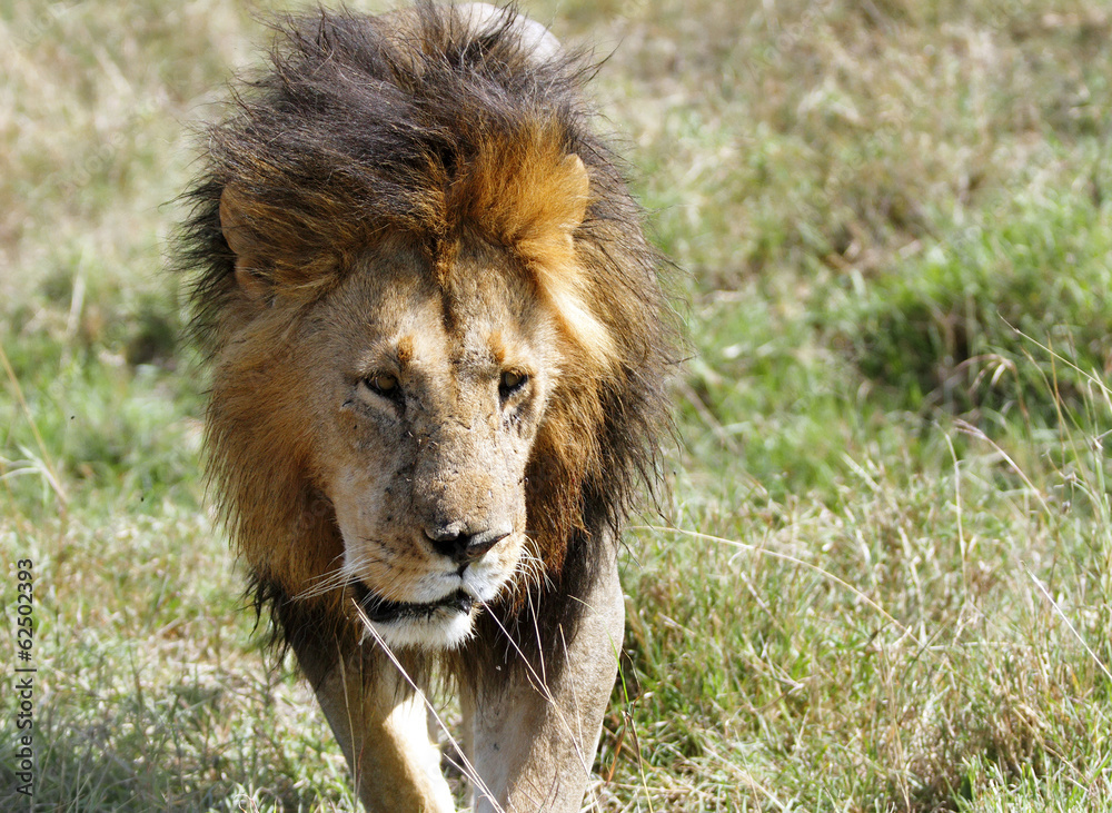 A lion walking on the Masai Mara grassland A lion walking on the Masai Mara grassland