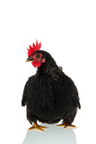 Black chicken on white background