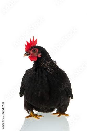 Wallpaper Mural Black chicken on white background Torontodigital.ca
