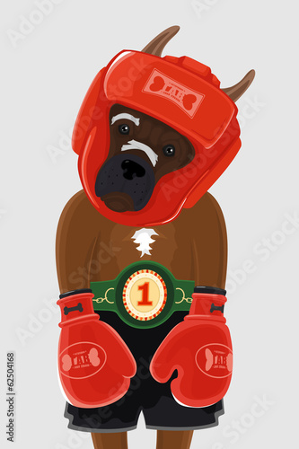 Boxer dog
