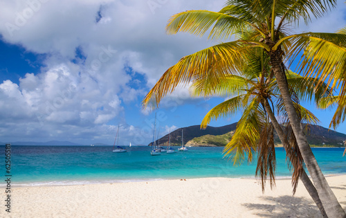 Fototapeta Naklejka Na Ścianę i Meble -  Green tree on white sandy beach in BVI, Caribbean