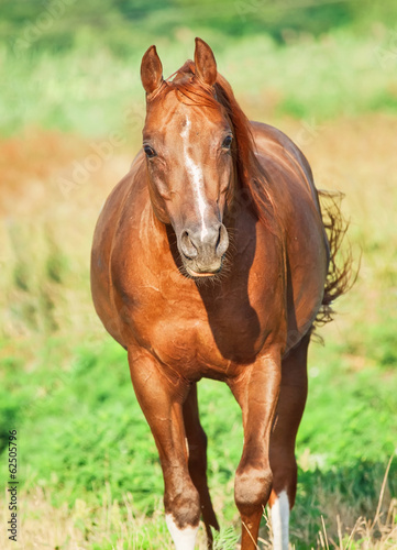 moving sorrel horse at freedom