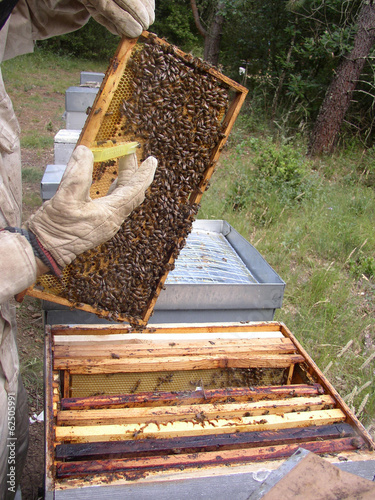 Apiculture