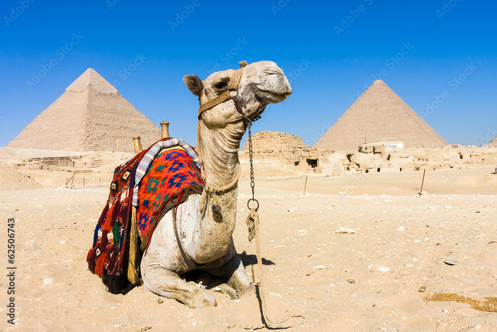 Camel with Pyramids in background - obrazy, fototapety, plakaty 