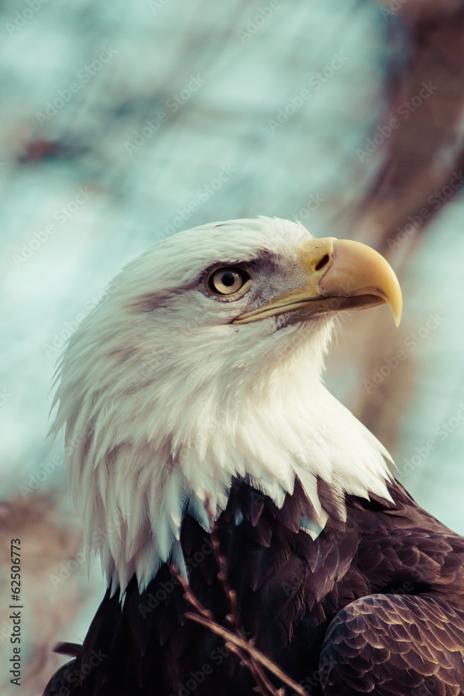 Obraz premium Portrait of a bald eagle