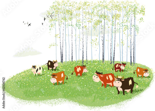 Herd of cows grazing on meadow on birches background