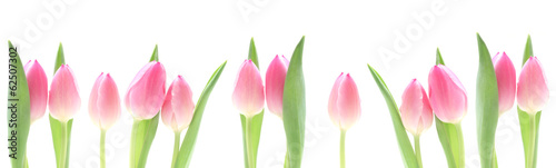 Banner - Pink Tulips #62507302