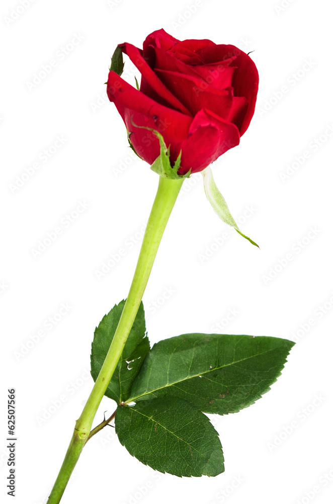 red rose isolated on white background