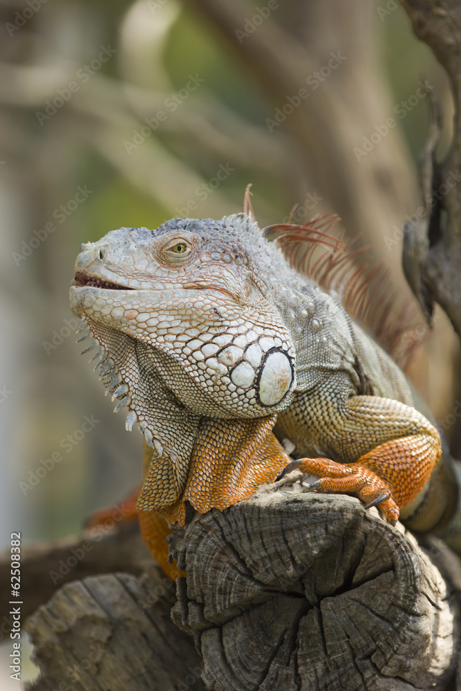 Obraz premium iguana