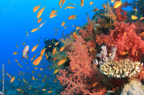Coral, fish and scuba diver