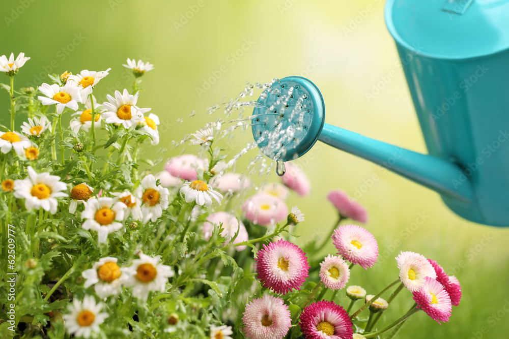 watering flowers - obrazy, fototapety, plakaty 