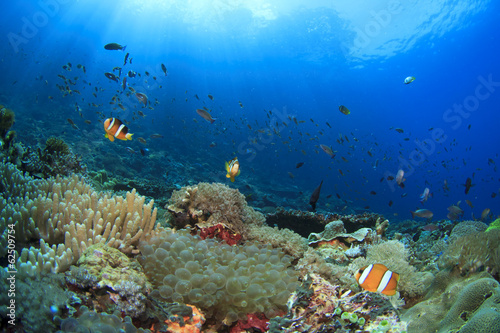 Coral Reef Underwater with Anemonefish