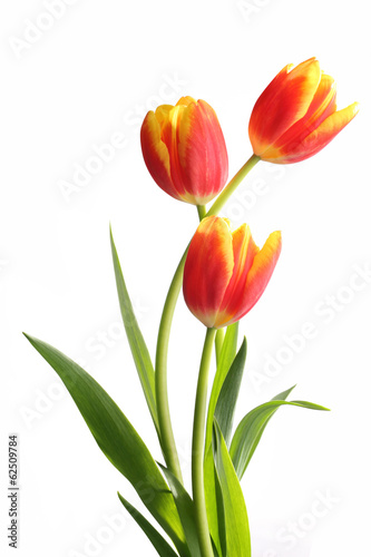 Fototapeta Naklejka Na Ścianę i Meble -  Bouquet of tulips