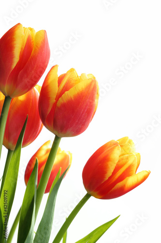 Fototapeta Naklejka Na Ścianę i Meble -  Bouquet of tulips
