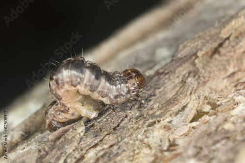 Geometer moth larva on wood