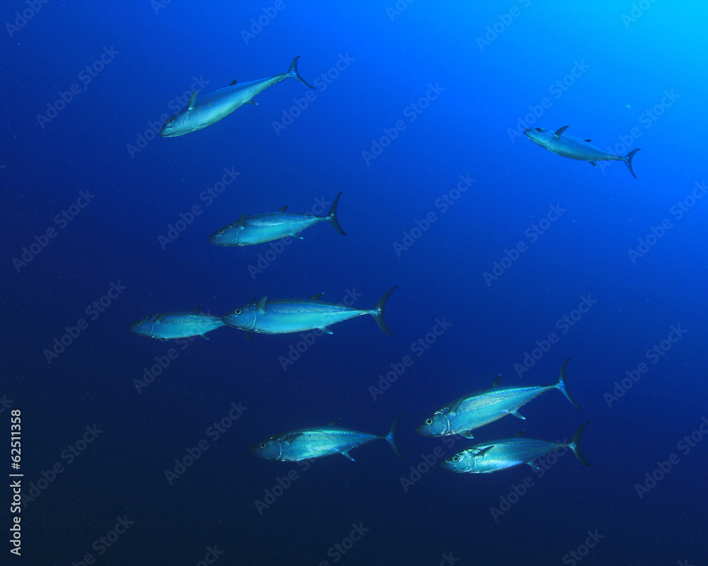 Fototapeta premium Tuna fish in Ocean