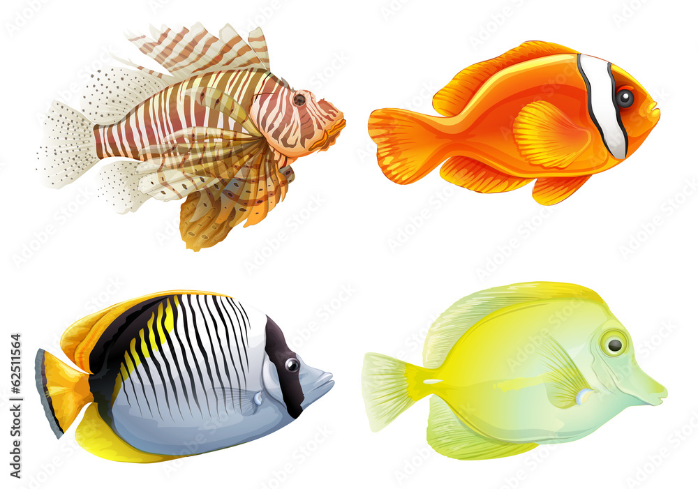 Four fishes Four fishes