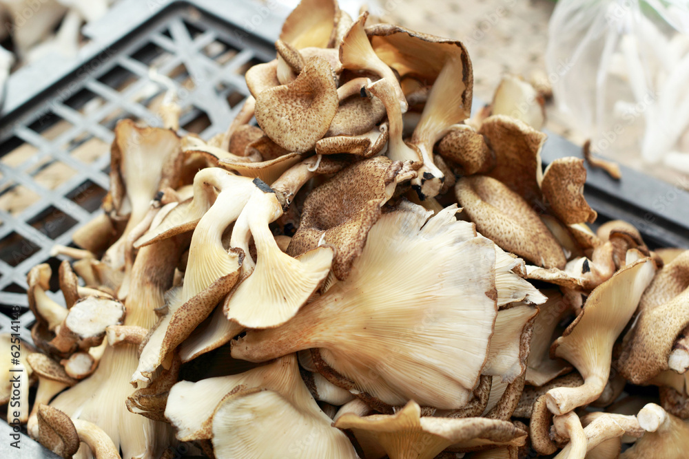 fresh mushrooms in the market fresh mushrooms in the market