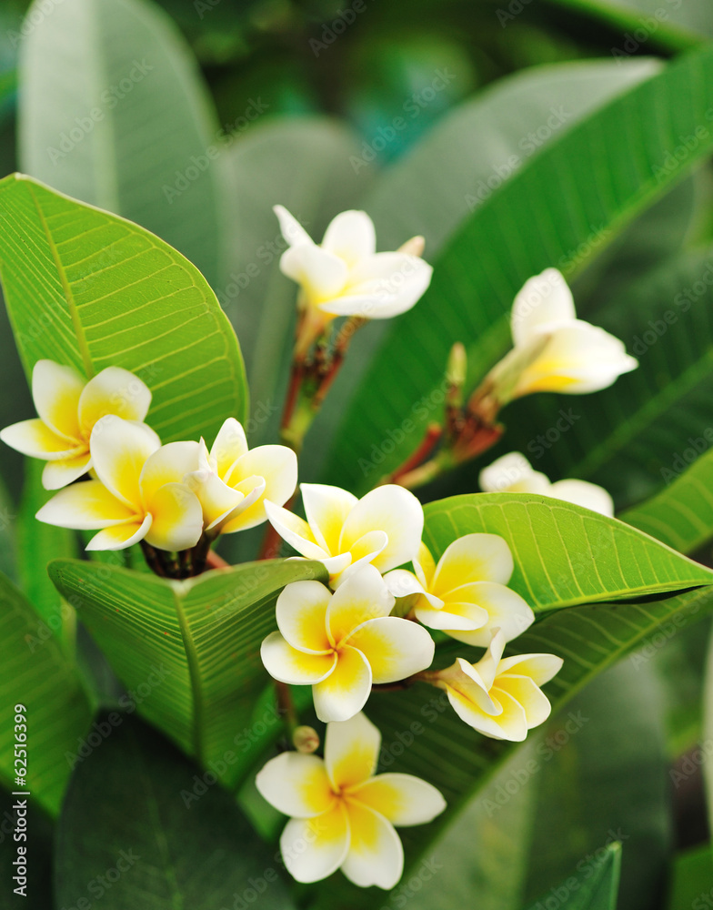 frangipane flower