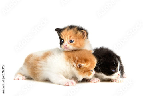 Kittens