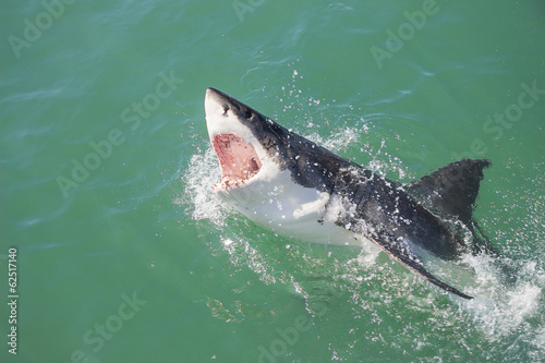 A Great White Shark breaching the water with its mouth open © bradleyvdw