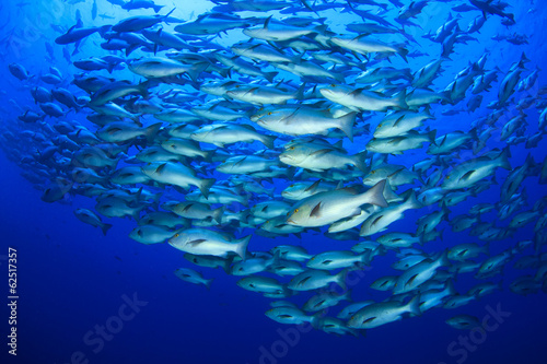 Snapper Fish School © Richard Carey