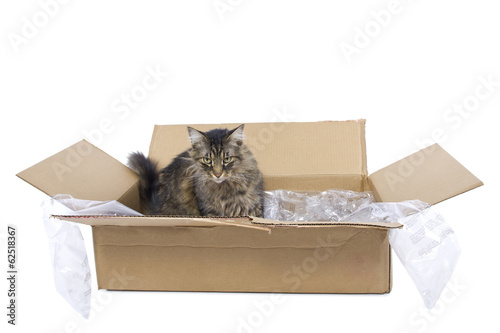 curious Maine Coon cat in a shipping box photo