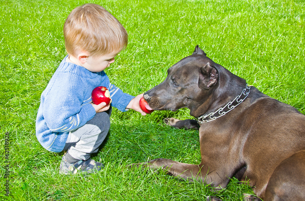 Cute boy regales to a dog apple sitting on the lawn Cute boy regales to a dog apple sitting on the lawn
