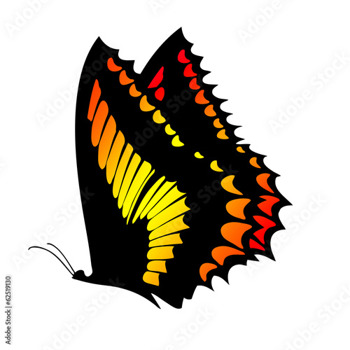 Bunter Schmetterling