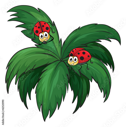 A plant with two ladybugs