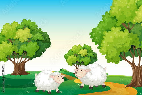 Two white sheeps at the hilltop